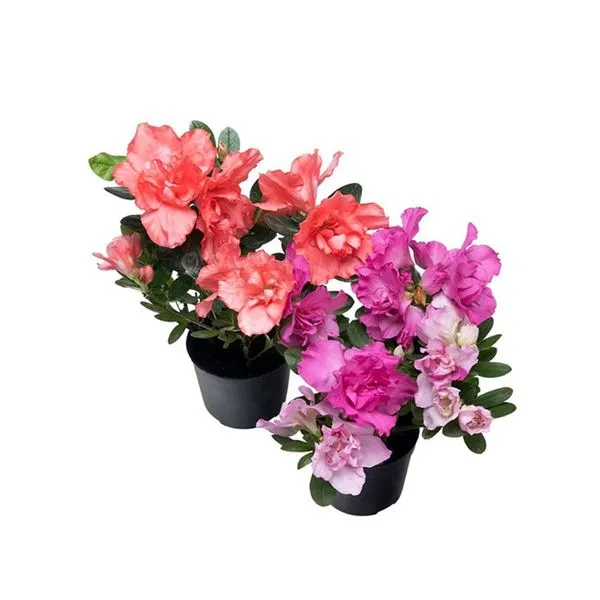 Flor Azaleia Pote 9